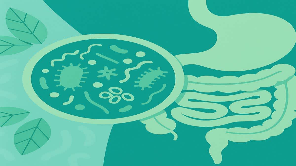 Digestive / Urological category illustration